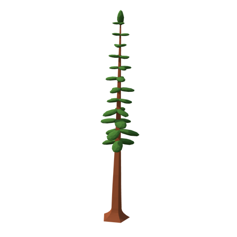 Coast redwood