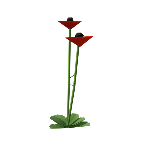 Common poppy