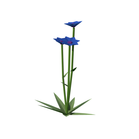 Cornflower