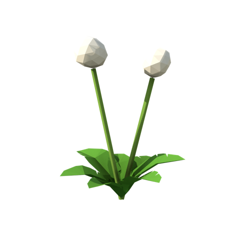 Dandelion clocks