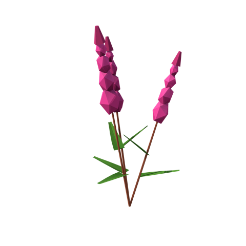 Fireweed