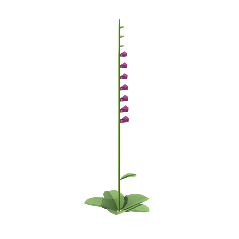 Foxglove