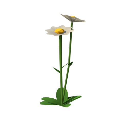 Oxeye daisy