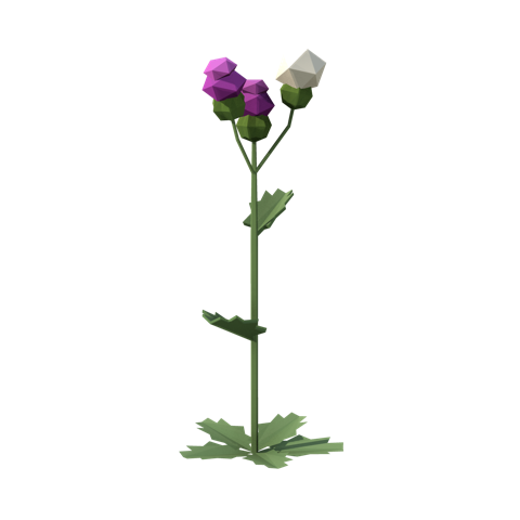 Spear thistle